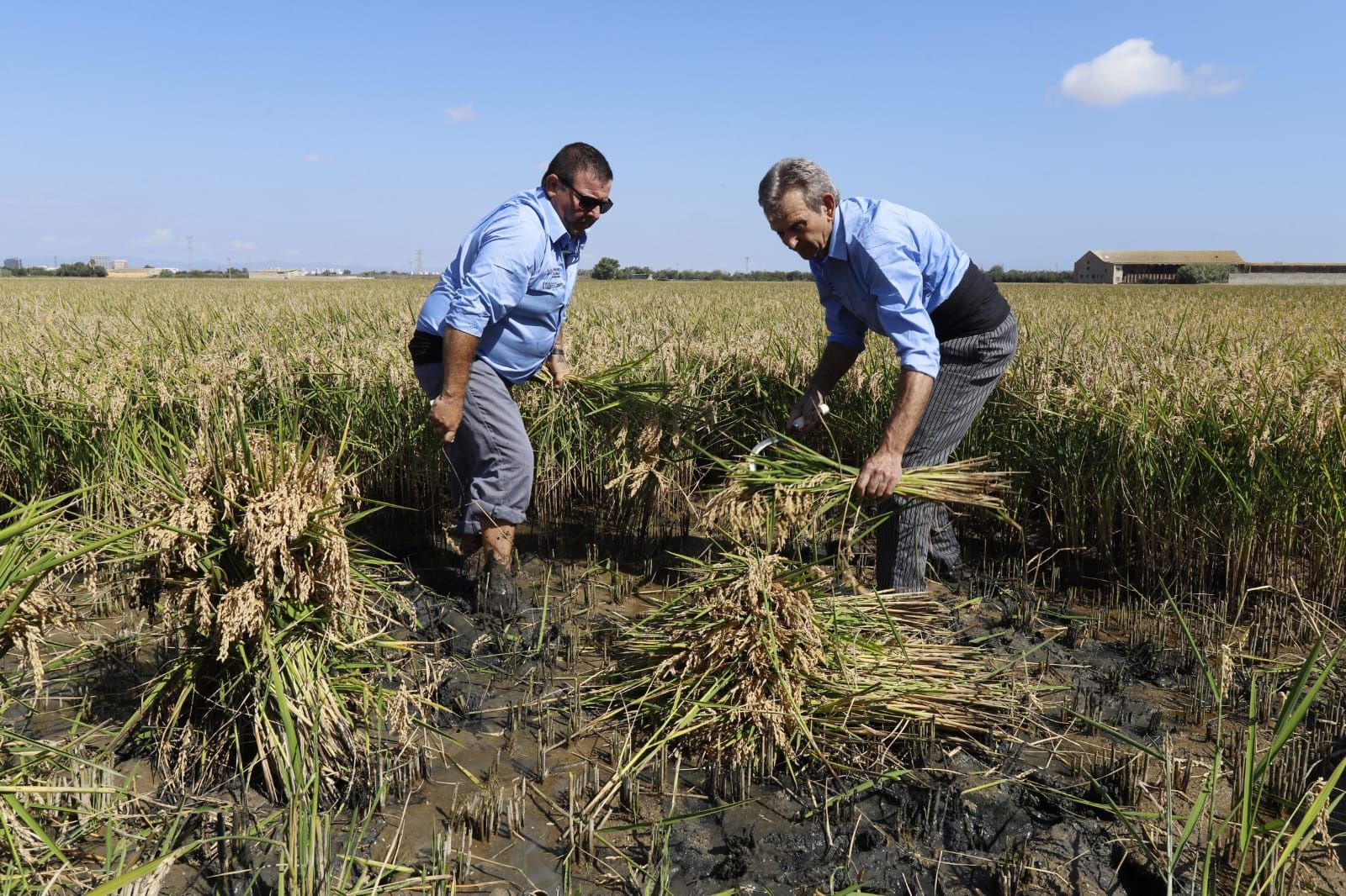 Todas las imágenes de la Fiesta de la Siega del Arroz 2024