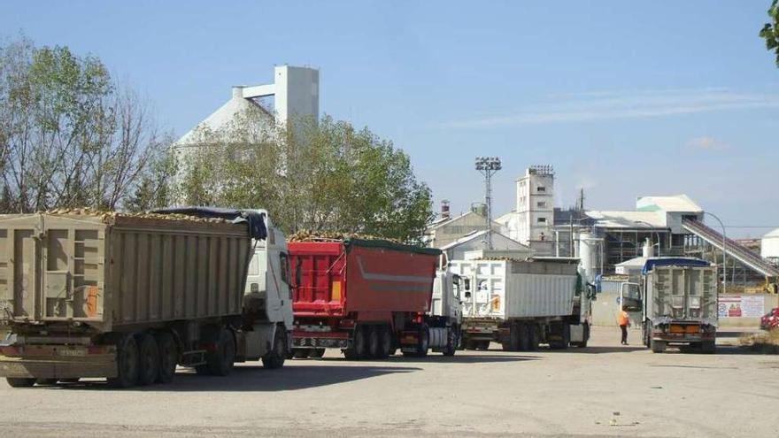 Varios camiones se dirigen a descargar remolacha en la Azucarera de Toro. Foto