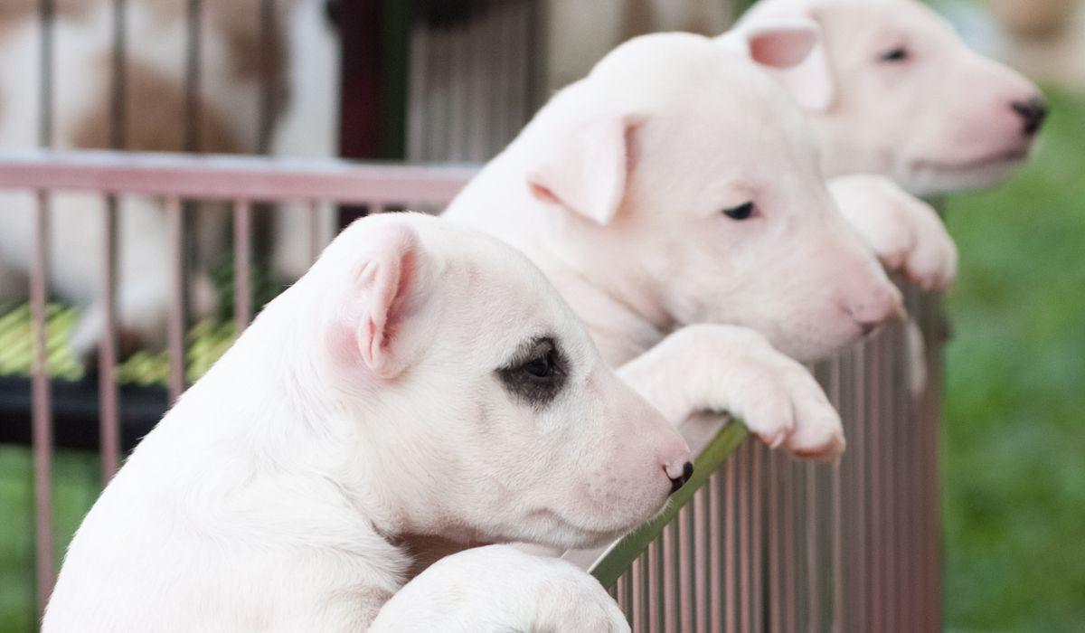 Adiós a tener perros y gatos en jaulas: la nueva norma europea que afecta a criaderos y tiendas