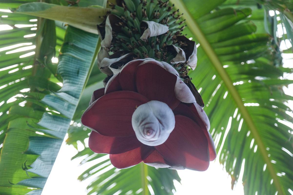 Variedad Musa Balbisiana.