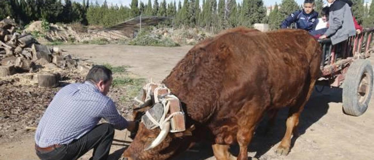 El último «bouer» resiste en Alzira