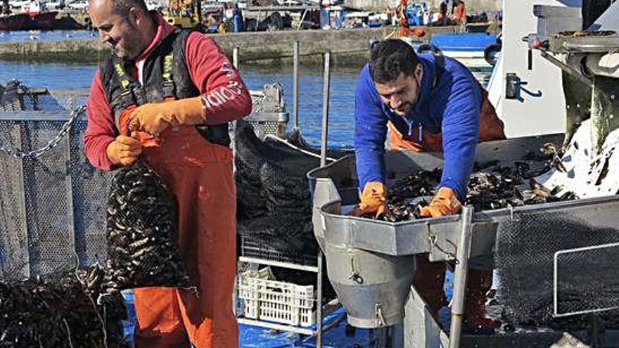 Pescadores descargan mejillón en un puerto gallego.