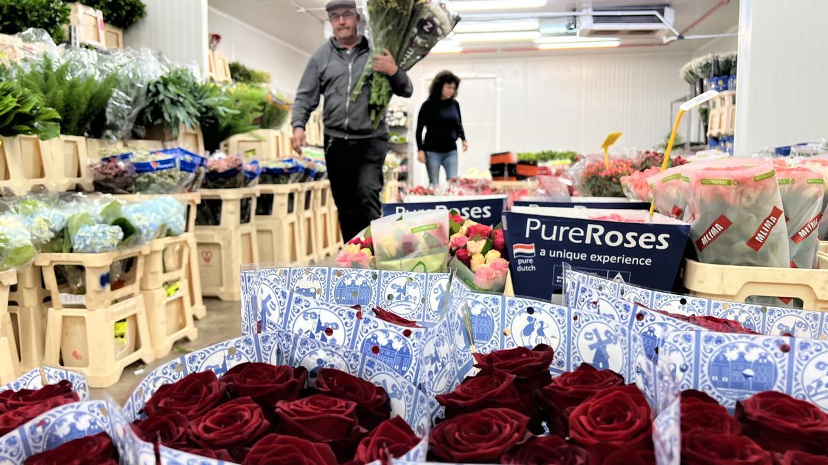 Rosas preparadas para Sant Jordi en Mercabarna-flor, en Sant Boi de Llobregat.