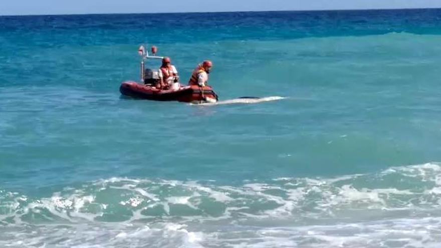 Aparece un cetáceo descompuesto en la playa de Benitatxell