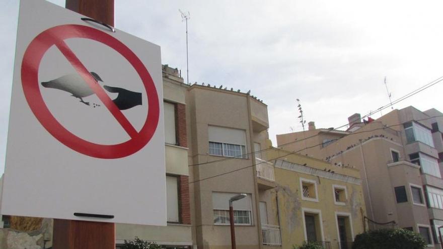 Benicarló se plantea esterilizar a las palomas ante la superpoblación