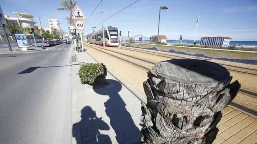 Imagen de una palmera talada junto al Tram en una zona donde ya faltan otros ejemplares.