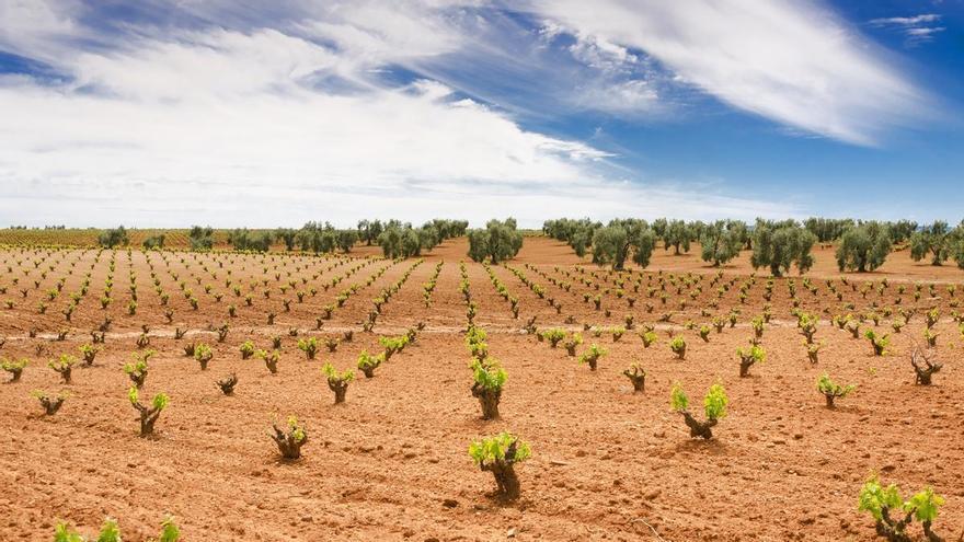 La Junta de Extremadura activa 9 millones en ayudas para reestructurar y reconvertir el viñedo