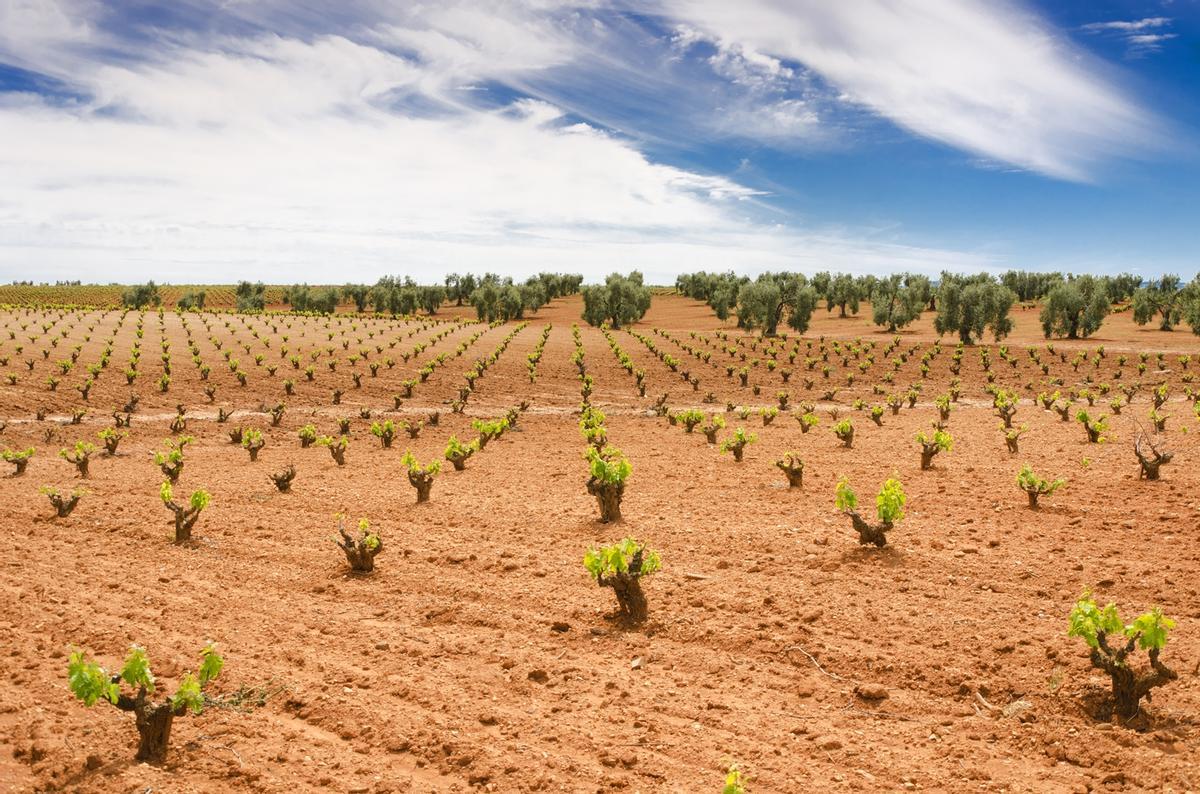 Terreno cultivado con viñedos.