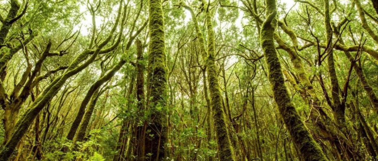 Parque Nacional de Garajonay, en La Gomera.