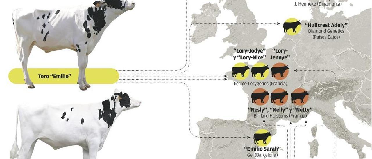 Nueve de las diez mejores terneras de Europa son hijas de toros asturianos