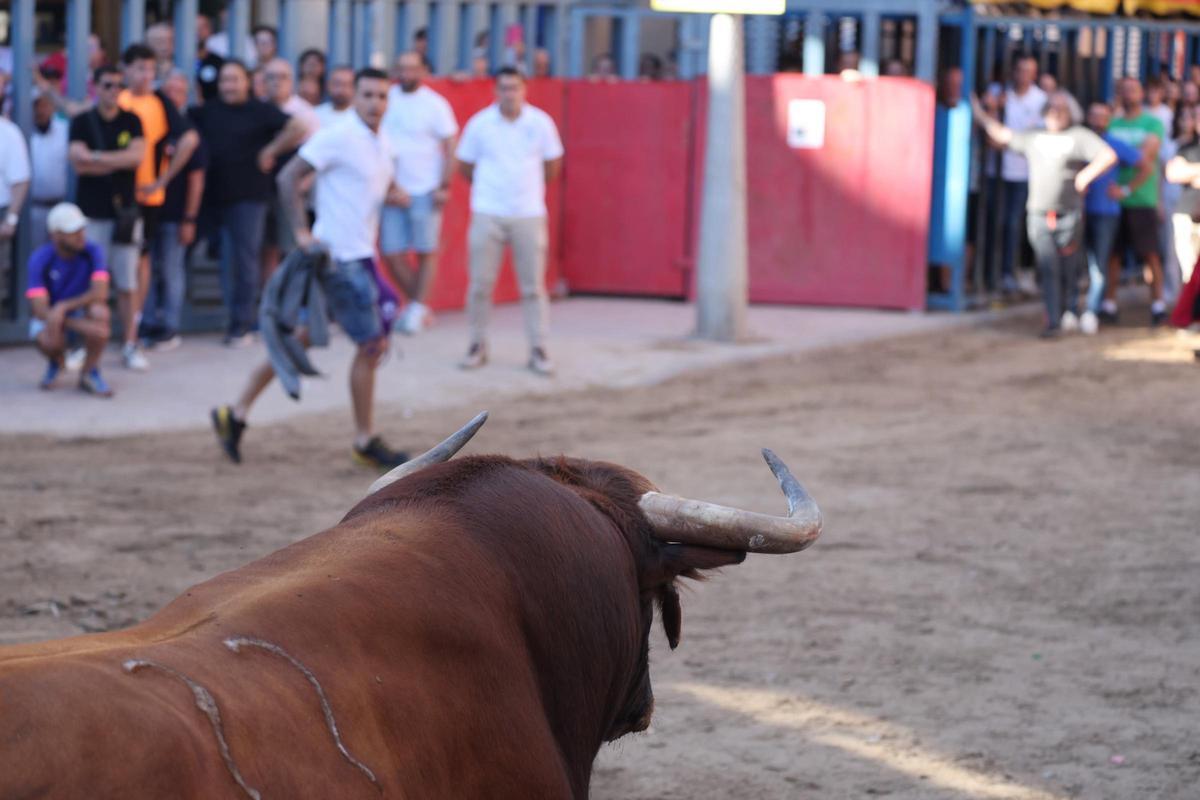Fotogalería I Las imágenes de la tercera jornada de 'bou al carrer' de las fiestas de Sant Pasqual en Vila-real