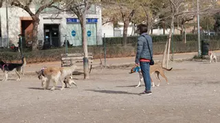 Veto en las zonas de esparcimiento canino de Castelló: ¿qué animales pueden entrar y cuáles no?