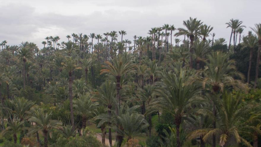 Un estudio pionero permite localizar y talar 18 palmeras con riesgo de caída