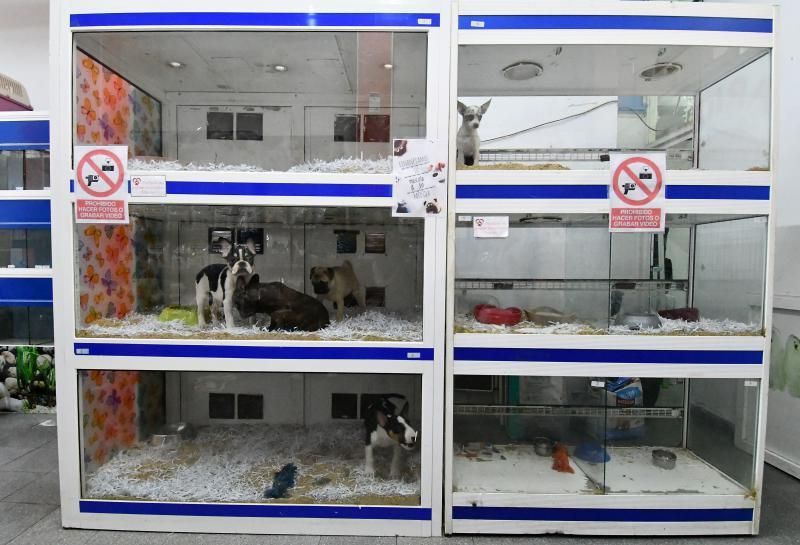 Perros en un escaparate en una tienda de San Grego