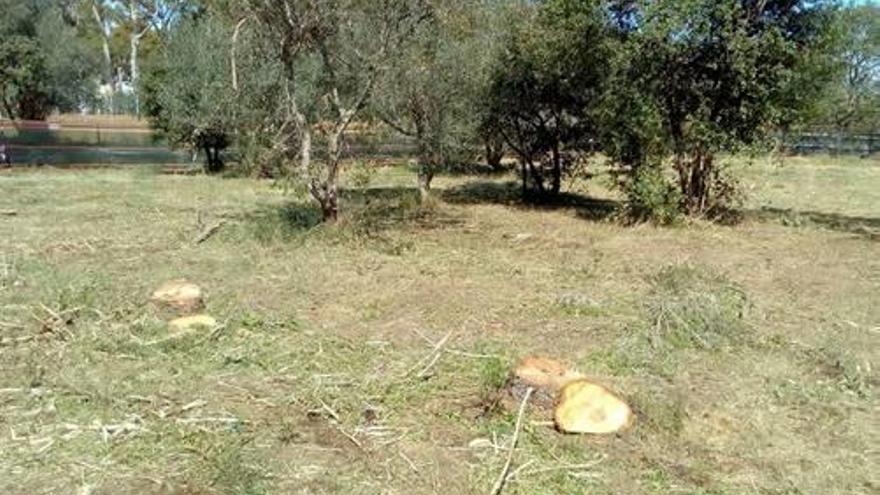 Imatge d&#039;arbres talats a la finca.