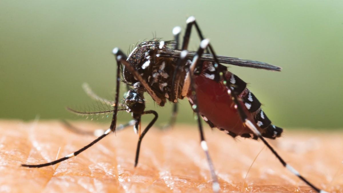 Mosquito tigre.