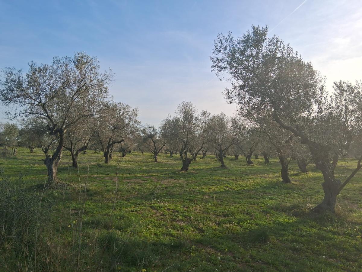 Oliveres que protegeixen el territori, tenen com a pati el Cap de Creus