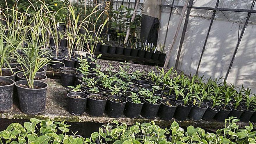 Vivero de plantas para jardines en Tenerife. | | E.D.