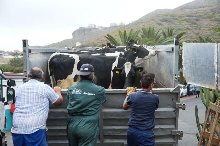 El Cabildo recibe 33 vacas