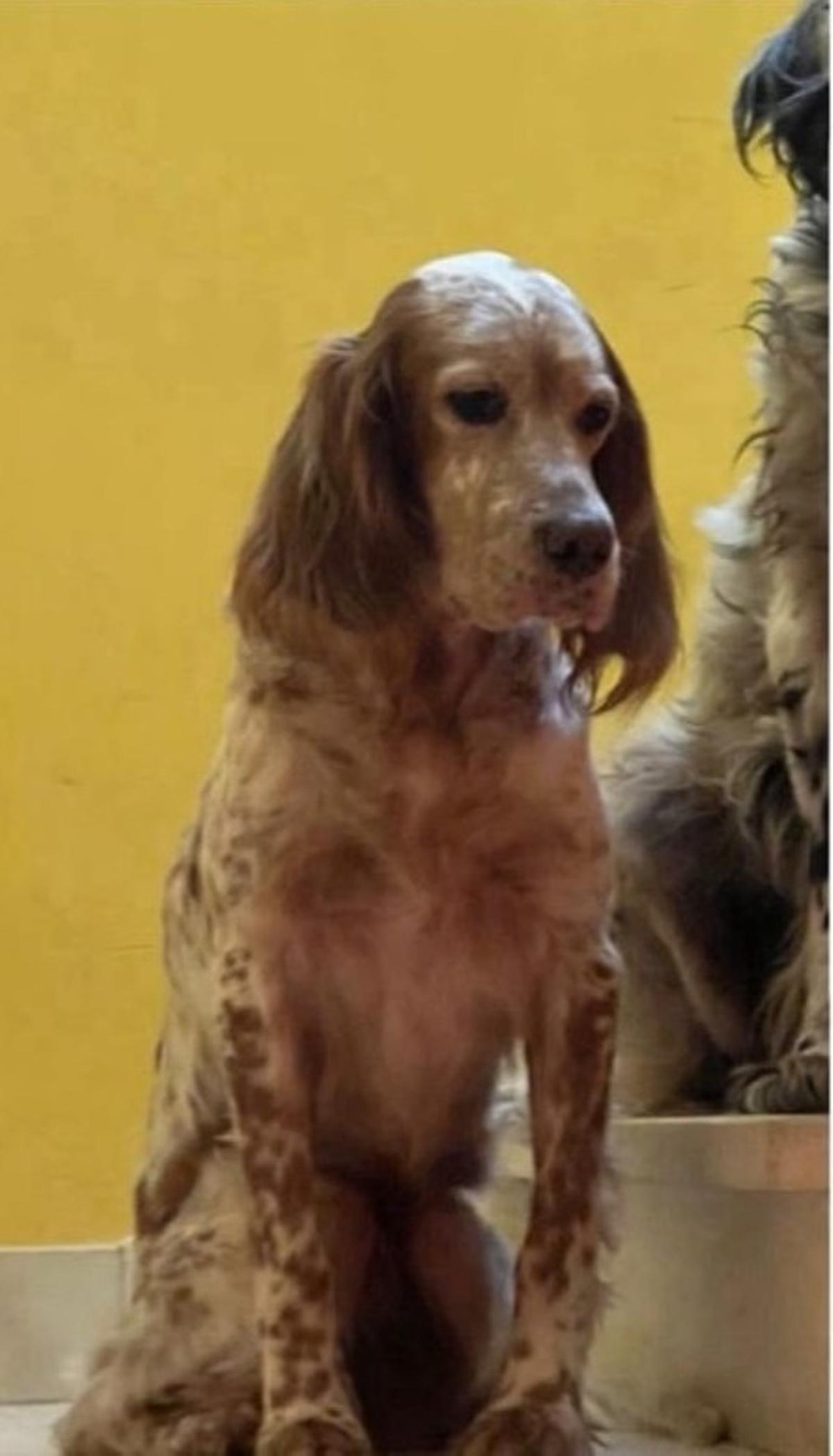 Chispa ten dez anos e é moita activa.