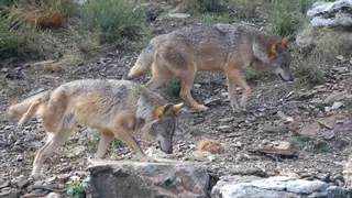 El Gobierno propone a las comunidades un mismo sistema de ayudas por ataques de lobos