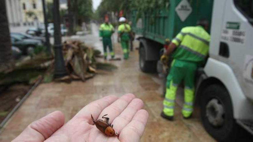 El picudo rojo ha obligado a talar más de 500 palmeras en la ciudad.