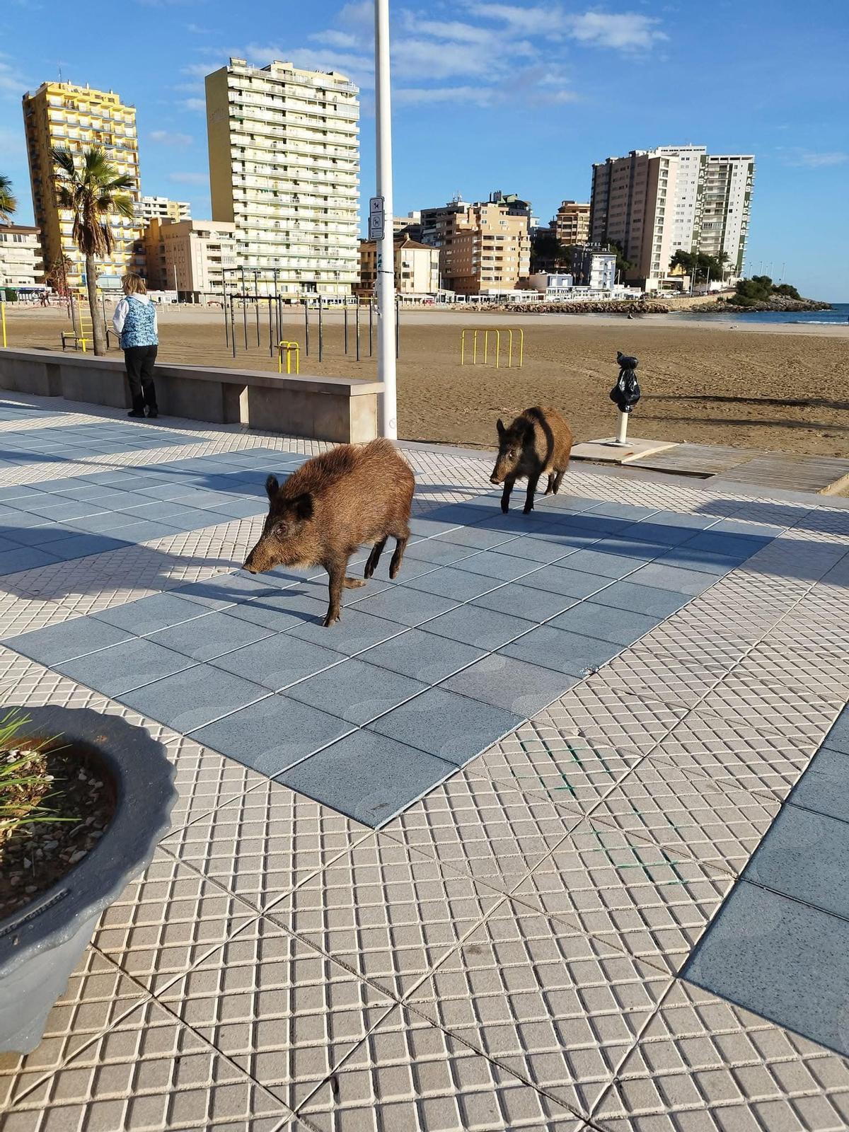 La presencia de los dos jabalís no pasó desapercibida.