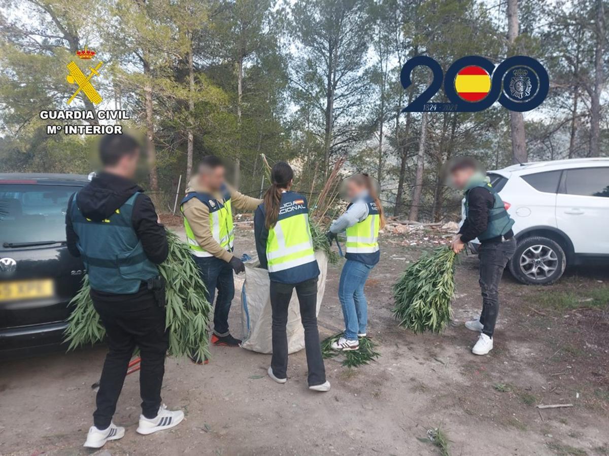Unos agentes con algunas de las plantas incautadas en Millena.