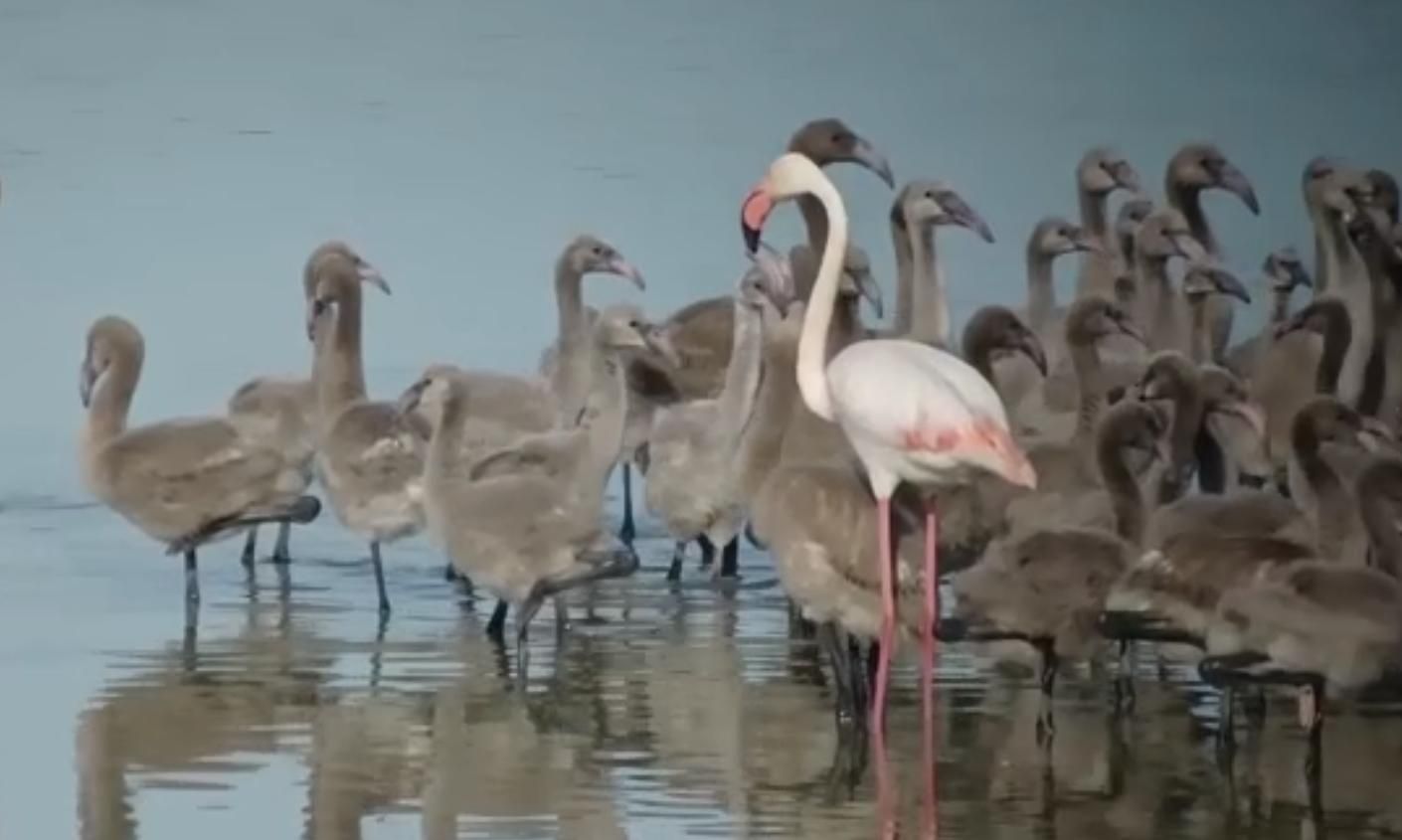 Así crecen los flamencos de l'Albufera