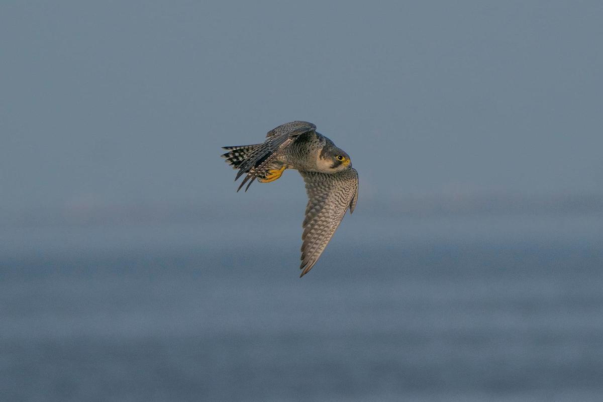 Las aves de presa, como el halcón peregrino de la foto, también se dejan ver en las rutas marítimas. Las aves de presa, como el halcón peregrino de la foto, también se dejan ver en las rutas marítimas.