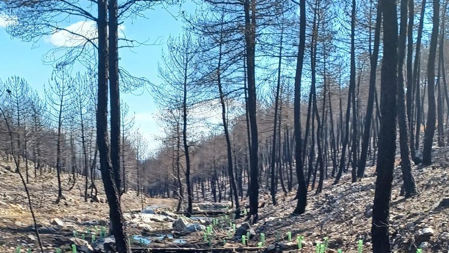 Confederación Hidrográfica del Duero planta 50.000 especies de árboles y arbustos para actuaciones de restauración fluvial en Zamora