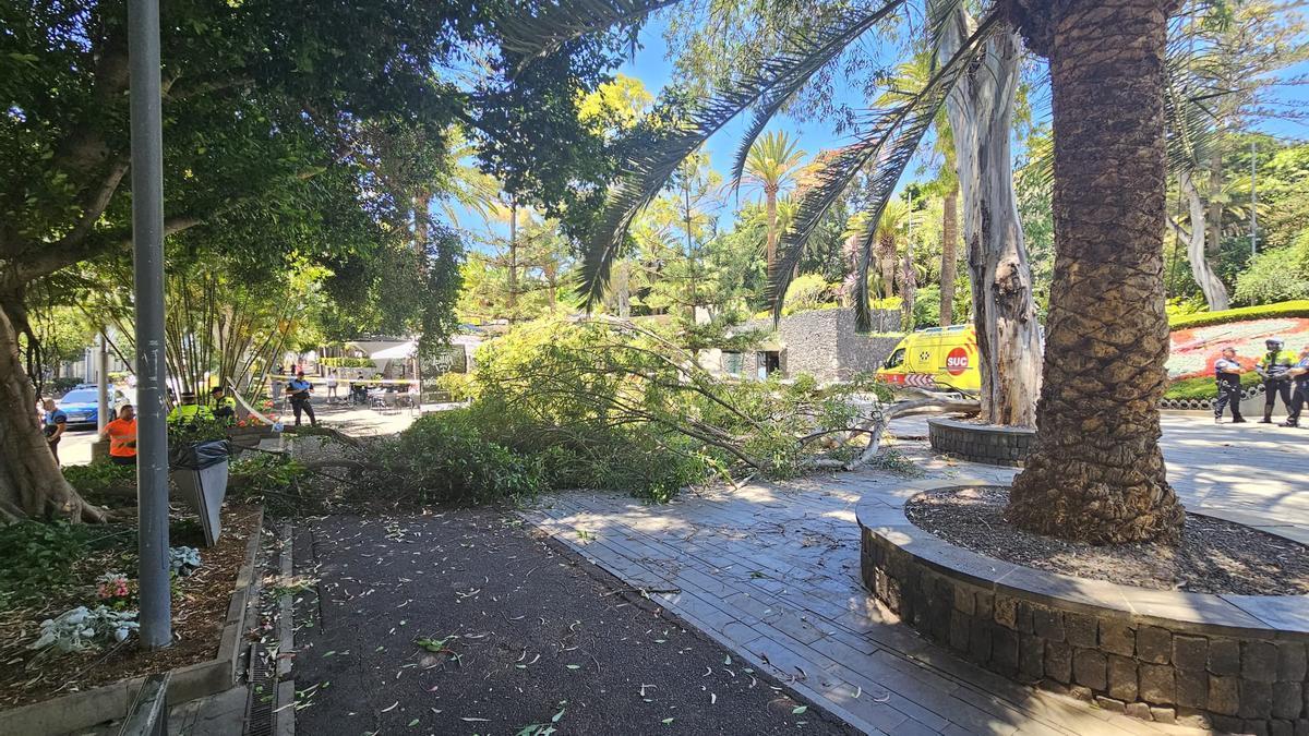 Caída de una rama de un eucalipto del parque García Sanabria, que hirió a un turista.