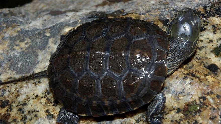 Alertan de la captura de tortugas protegidas en Bicorp y Navarrés