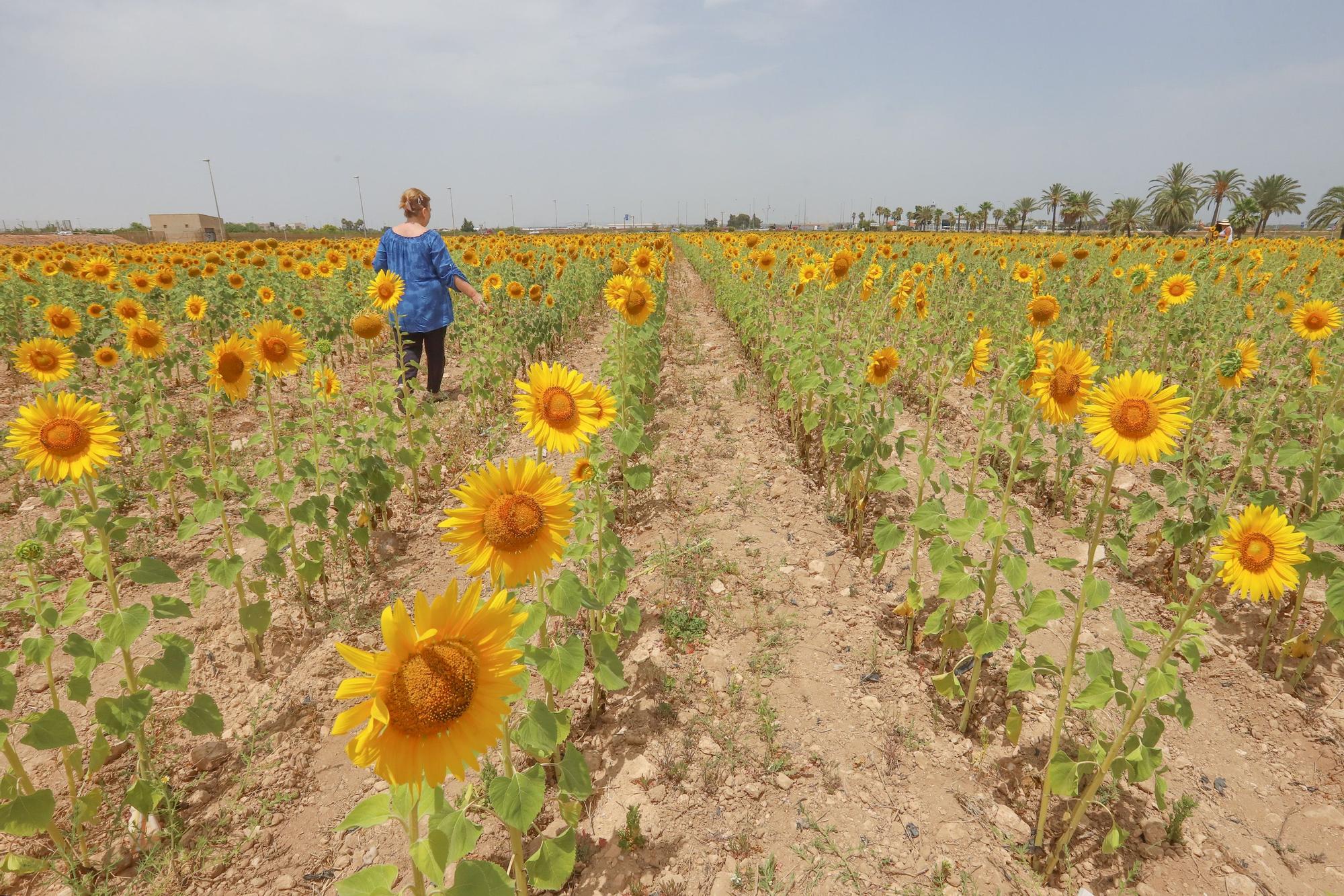 Los espectaculares campos de girasol plantados en Pilar de la Horadada