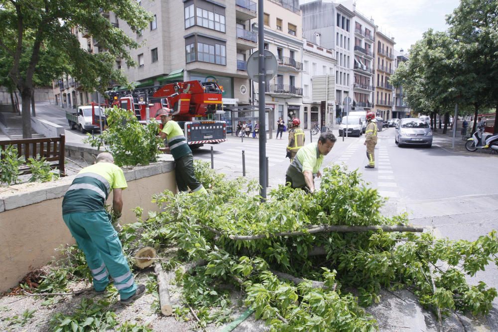 Retiren una branca de grans dimensions del Jardí de la Infància