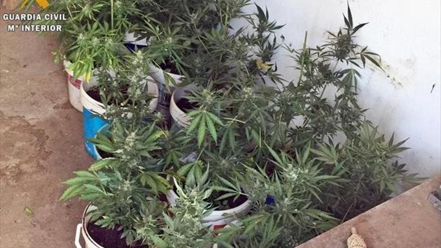 La Guardia Civil localiza 23 plantas de marihuana