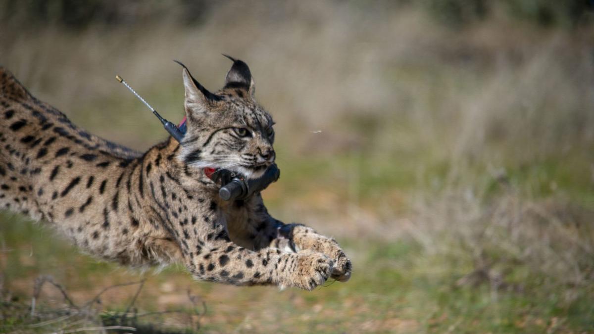 AUMENTO LINCES | El lince sigue en plena expansión: de menos de 100 ejemplares en 2002 a 2.663 en 2025