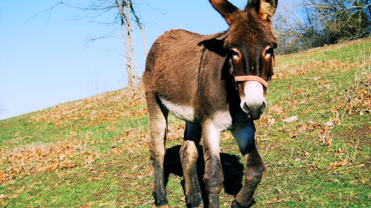 Crece la polémica por la muerte de 10 burros antiincendios en Castellón