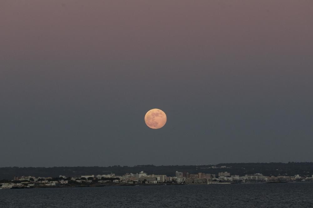 Der Erdbeermond verzückt Mallorca