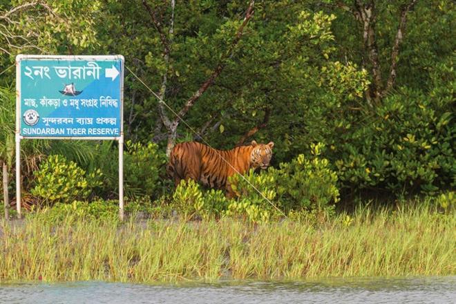 Tigre en Sundarban