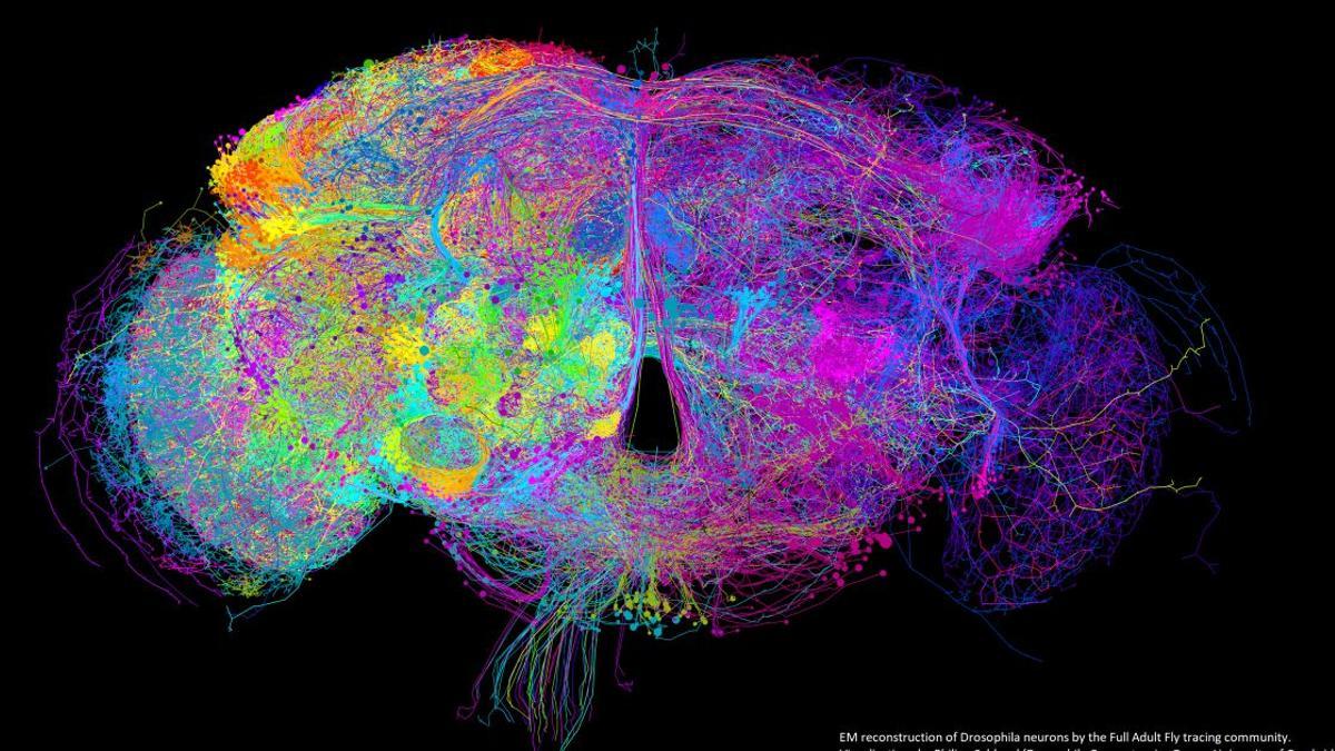 El cerebro de la mosca de la fruta es aproximadamente del tamaño de una semilla de amapola, formado por alrededor de 100 mil neuronas (los humanos tenemos 100 mil millones).