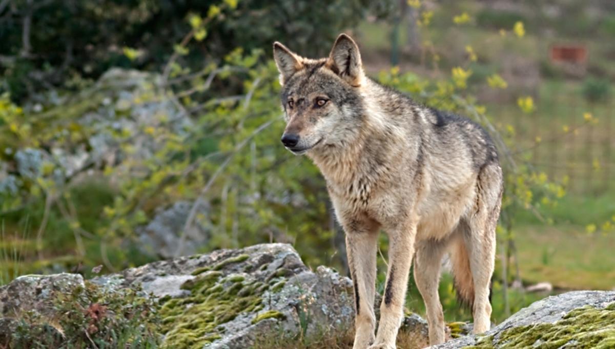 Acuerdo Gobierno-autonomías para la protección del lobo en toda España