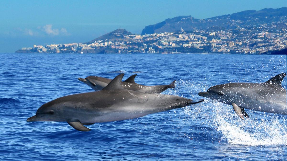 Delfines madeira