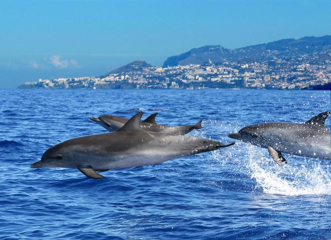 Delfines madeira