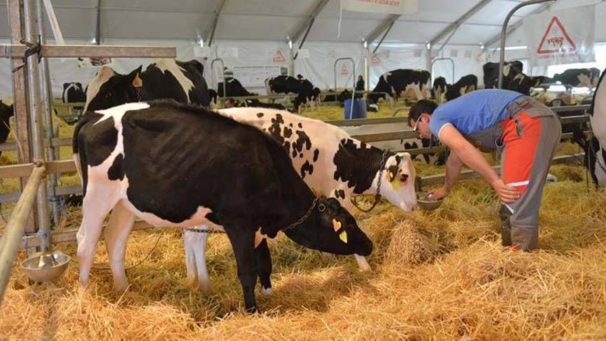 Dos nuevas razas bovinas protagonistas de la XXII Feria de Pozoblanco