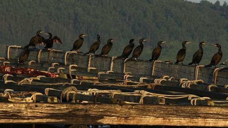 Cormoranes en las islas Cíes. // Ricardo Grobas