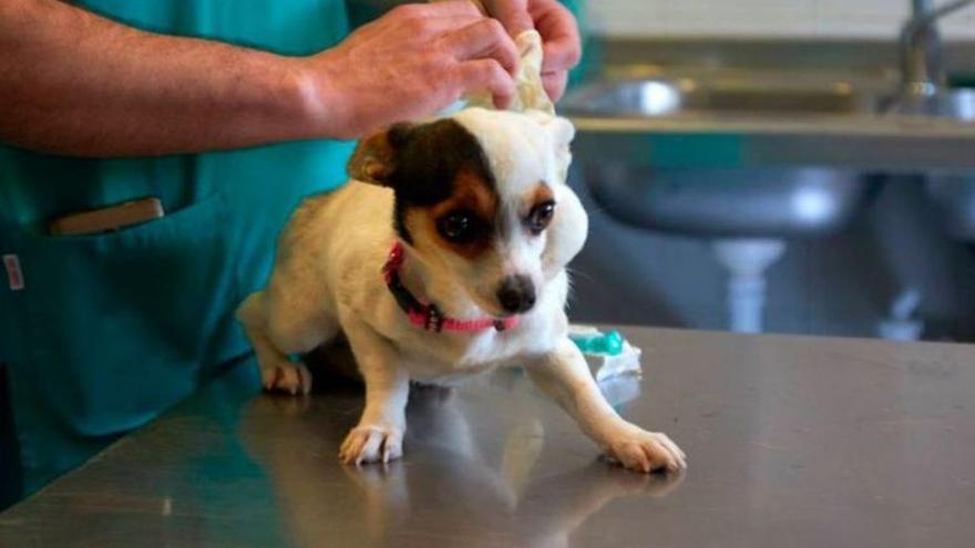 Creixen un 80% les receptes d’ansiolítics en mascotes