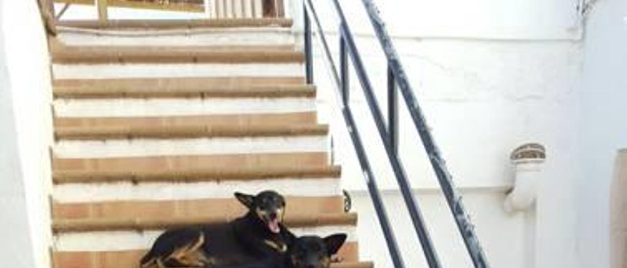 Los perros envenenados sentados en una escalera.