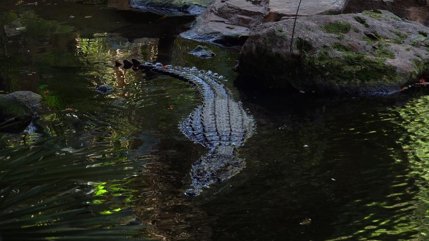 Bioparc Fuengirola recibe a Kraken, un cocodrilo del Nilo de más de tres metros de largo y 350 kilos de peso