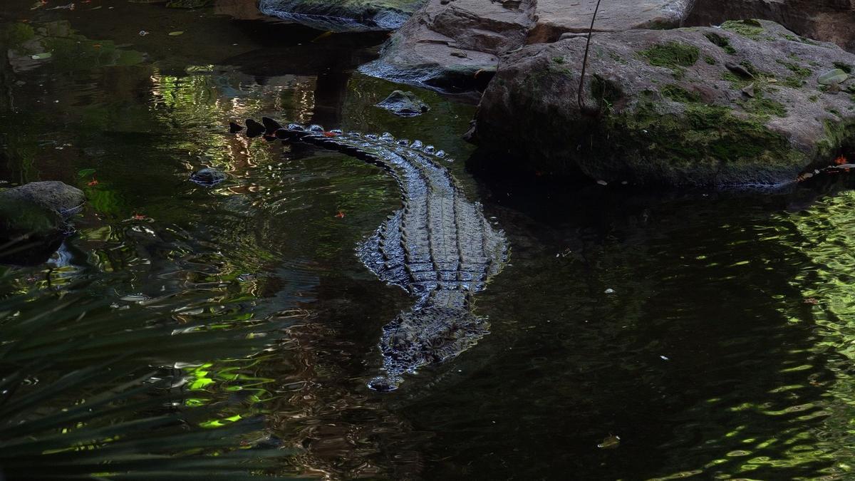 El nuevo cocodrilo del Nilo macho que ya se encuentra en Bioparc Fuengirola.